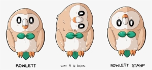 Transparent Library Birb Drawing Rowlet - Cartoon