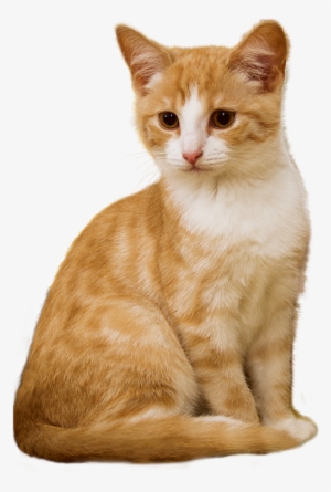 Cat, Png, Kitten, Sit, Isolated, Red, White, Attention - Louis Vuitton Cruise 2019 Cat