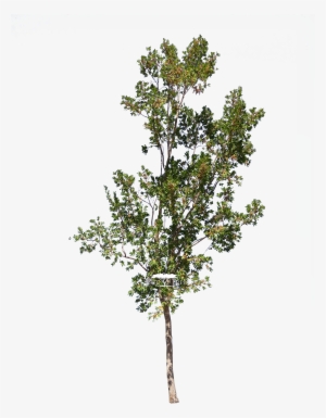 Combretum Erythrophyllum - Tree Revit