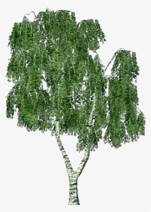 3d Trees - Birch - Arbre Bouleau Png