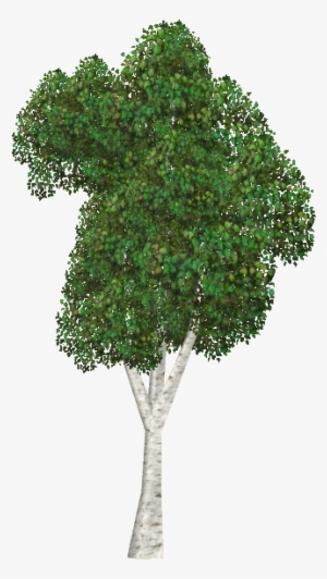 Silver Birch - Silver Birch Png