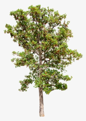 Isolated Trees On White Background, Trees, Isolated, - White