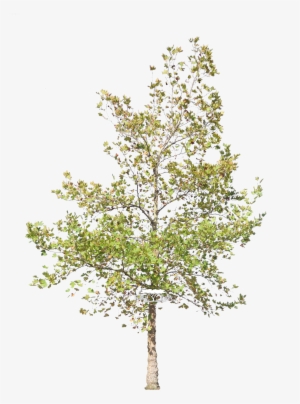 Platanus Acerifolius - Plane Trees