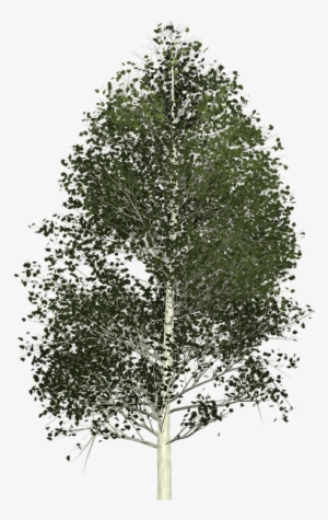 Aspen-2086155 960 720 - Vector De Arbol Alamo