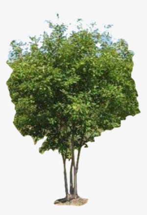 6" Multi-stem Autumn Brilliance Serviceberry - Tree With Alpha Channel