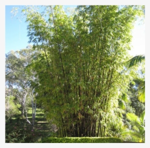 4 Acres Of Tropical Rainforest - River Birch