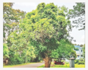 Unique Tree On Iit Kharagpur Campus Attracts Botanists - Indian Institute Of Technology Kharagpur