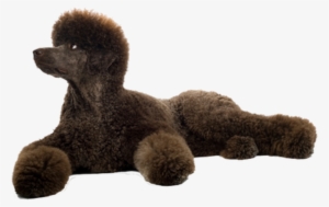 Grooming Your Standard Poodle - Standard Poodle On White Background