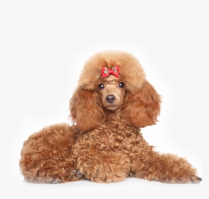 Minature-poodle