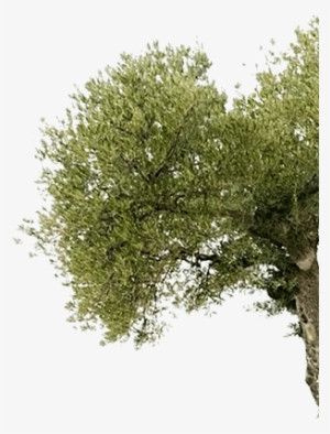 Salinity On Morphophysiological Characteristics Of