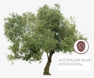 Clients Australian - Olive Oil Tree Png