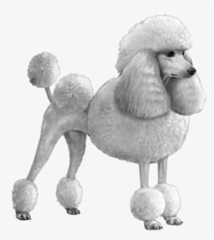 Standard Poodle - B&w - Standard Poodle