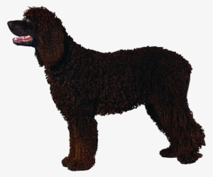 Poodle Black Curly