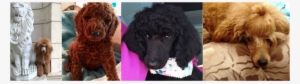 Poodle