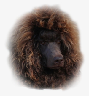 Wendy - Poodle