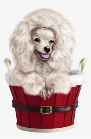 Poodle Clip Labradoodle - Dog