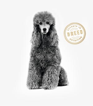 Poodle - Royal Canin Malaysia Sdn. Bhd.