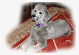 Pennsylvania Standard Poodles For Sale Standard Poodle - Poodle