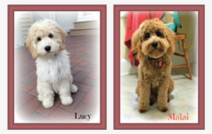 Goldendoodles With Furnishings Pets - Goldendoodle Coat Changes ...