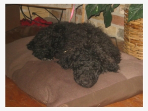 Standard Poodle - Dog