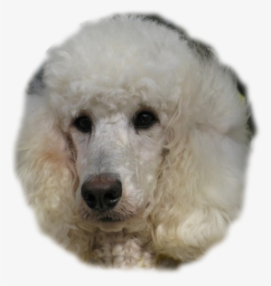 Silver Standard Poodles For Sale - Poodle