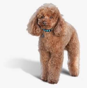 Poodle Image - Dog