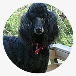 Chloe - Standard Poodle