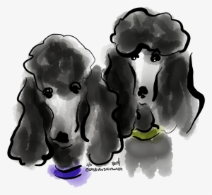 Find This Pin And More On Poodle Standard By Barbaraslaskey - Companion Dog