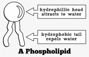 Heads Labeled Phospholipid Diagram - Just Dropped A Load Mousepad