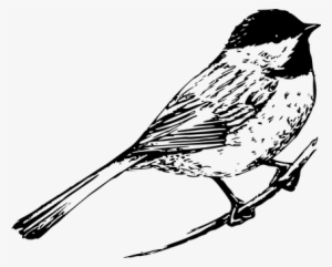 Chickadee Bird Animal Wildlife Nature Song - Black And White Bird Drawing