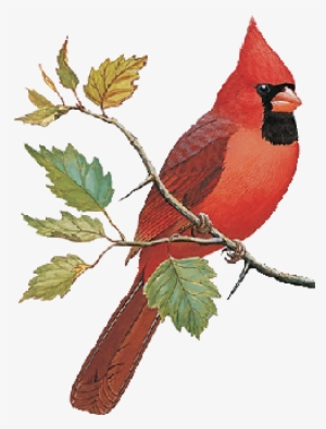 Find Immature Cardinal Bird