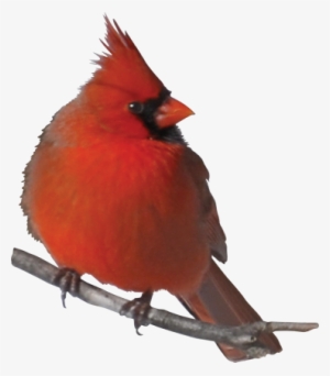 Cardinal - Red Birds Quotes