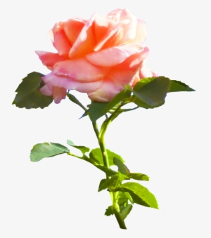 Pink Rose Png Hd Flowers Images Free Photo 100 Addpng - Roses With Leaves