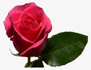 Preserved Roses
