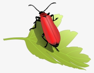How To Set Use Cardinal Beetle Svg Vector (vector