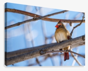 Madame Cardinal Canvas Print - Flickr
