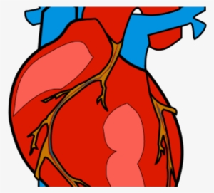Real Human Heart Free Download Clip Art - Heart Body Part Clipart