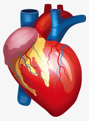 Anatomy Vector Human Heart - Lungs Liver Kidney