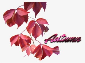 Look Mi Elegant Autumn Leaves Personality Aluminium