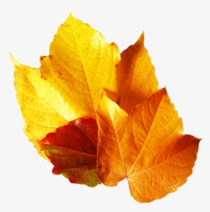 Leaf