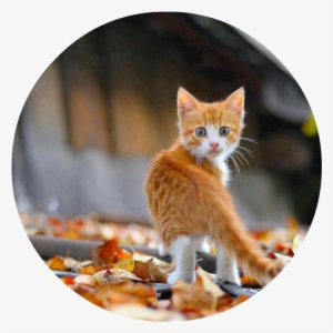 Sweet Orange Kitten Outside In Autumn Leaves - Kitten Autumn