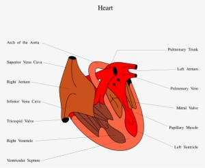 Free Stock Photos - Diagram Of A Chicken Heart