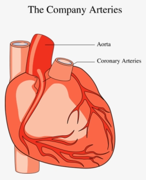 Medical Illustration Of A Human Heart - Medical Heart Clip Art