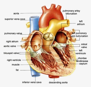 Http - //www - Anatomybox - Com/wp Heart Diagram - Human Heart Full Diagram