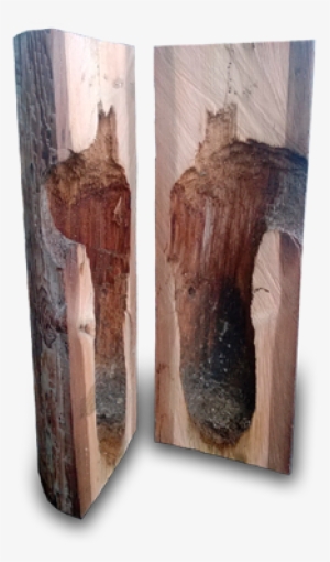 Woodpecker Damage On A Timber Utility Pole - Woodpecker On Power Line Pole