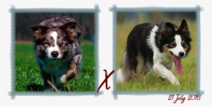 Contact - Border Collie