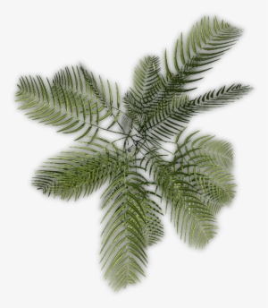 24 Mar 2009 - Roystonea