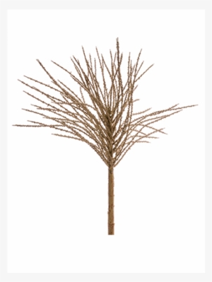 5" Dried Look Palm Seed Spray Tan - Sunless Tanning