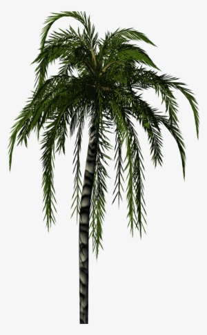 Jubaea Palm - Palm Tree Render