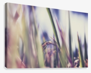 Time To Harvest Canvas Print - Close-up